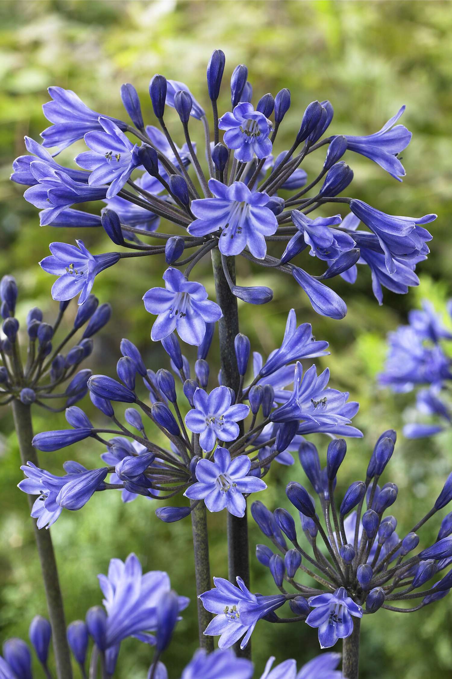 Punatupsukki 'Black Buddhist'
